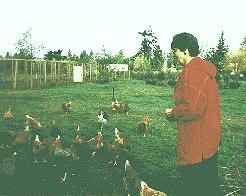 Chickens