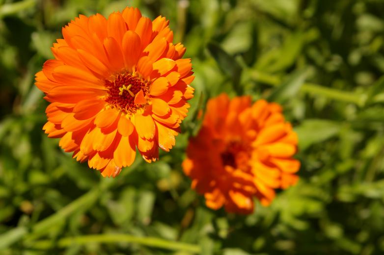 calendula